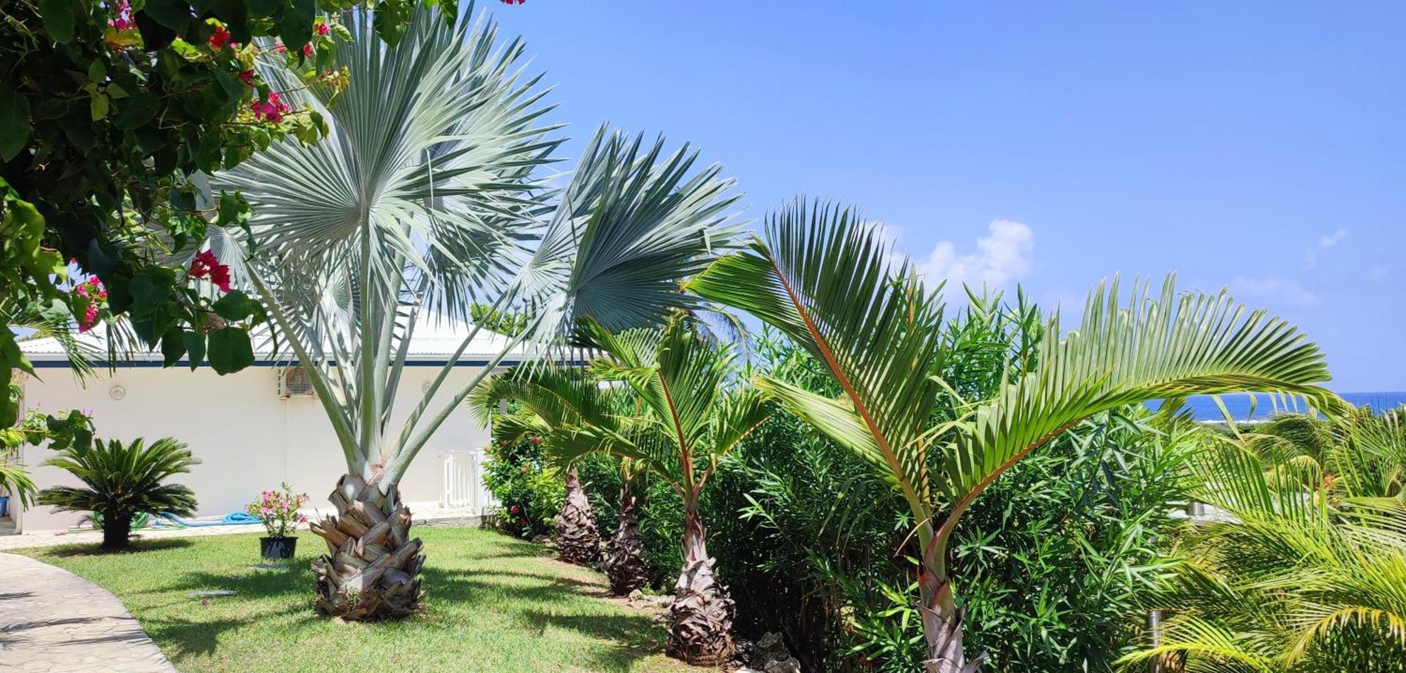 Villa Muscade Guadeloupe, Piscine, Vue Mer Et Acces Plage سانت فرانسوا المظهر الخارجي الصورة